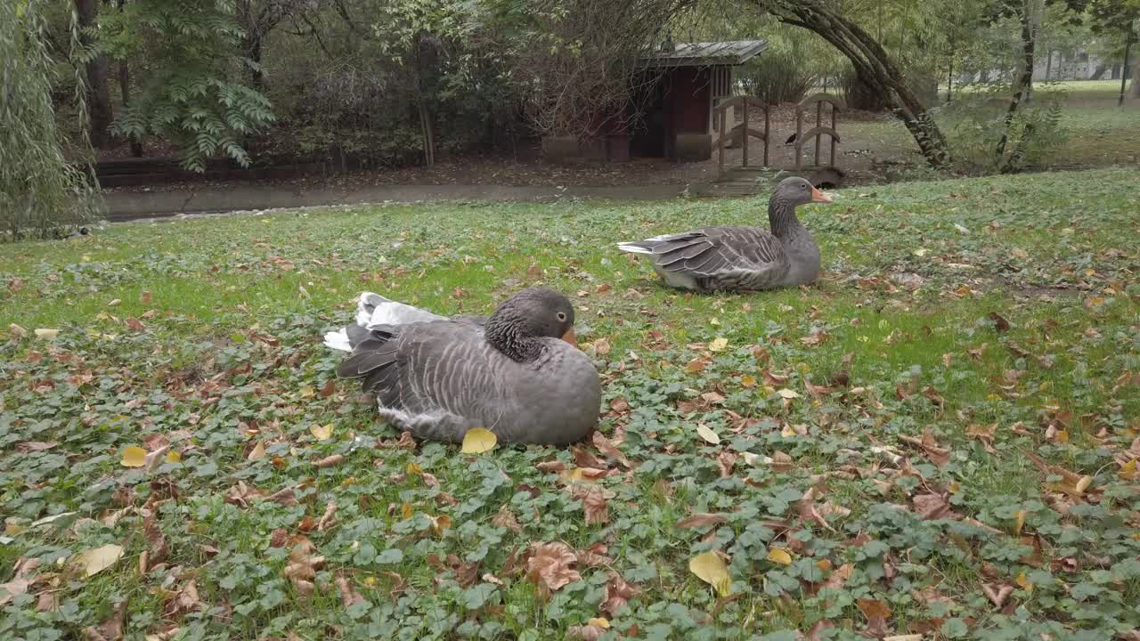 几只鹅在点缀着落叶的绿草地上安静地休息，在一个宁静的公园里，阴天的宁静成为背景。视频下载