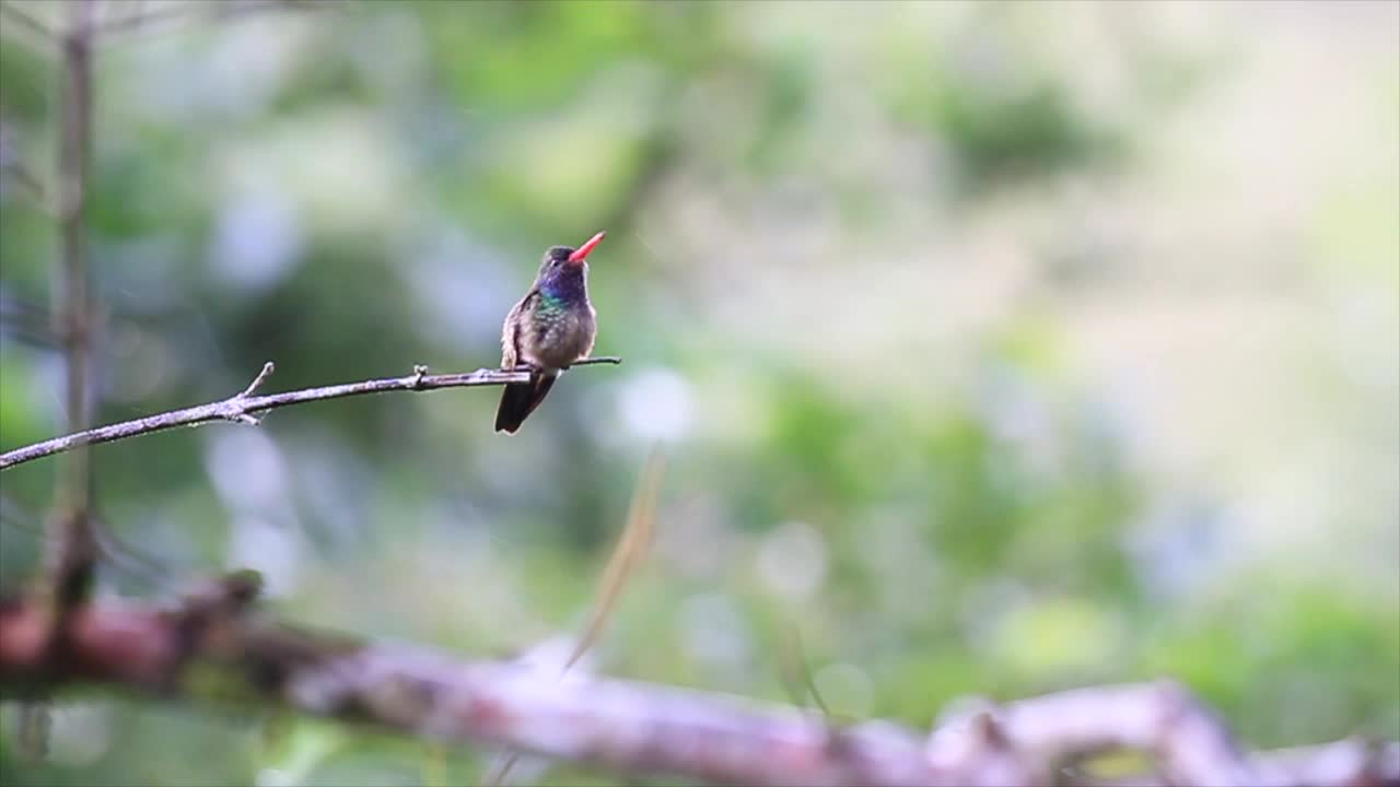在郁郁葱葱的绿色森林里，一只蜂鸟栖息在树枝上视频下载