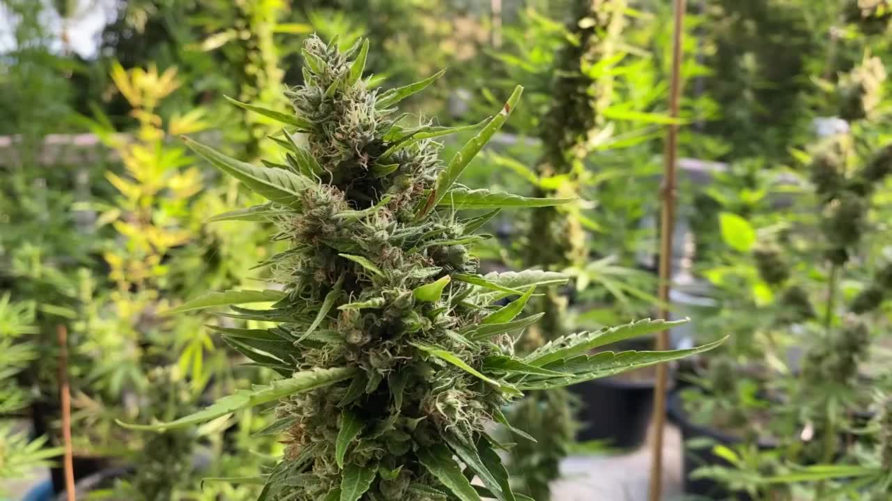 在后院种植的大麻植物视频下载
