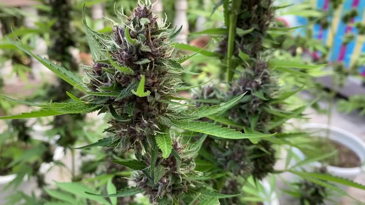 在后院种植的大麻植物视频下载