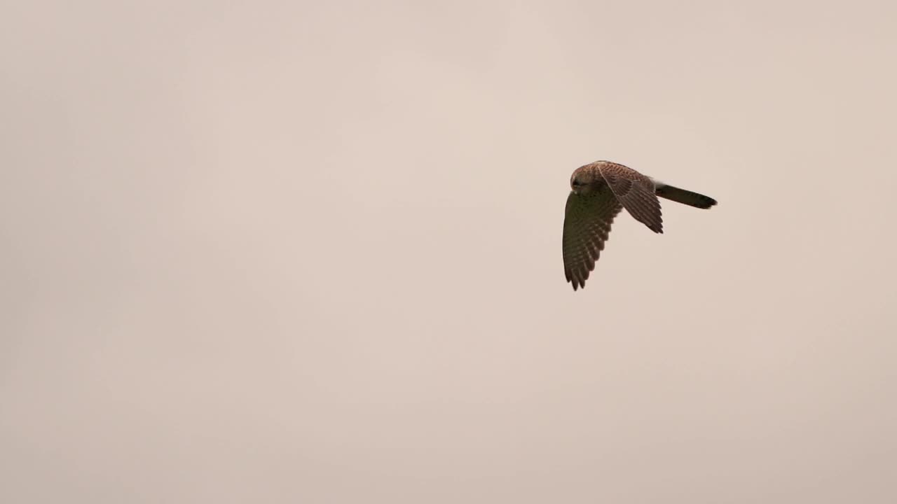 一只普通的红隼(Falco tinunculus)，会飞，寻找猎物，然后飞走视频下载