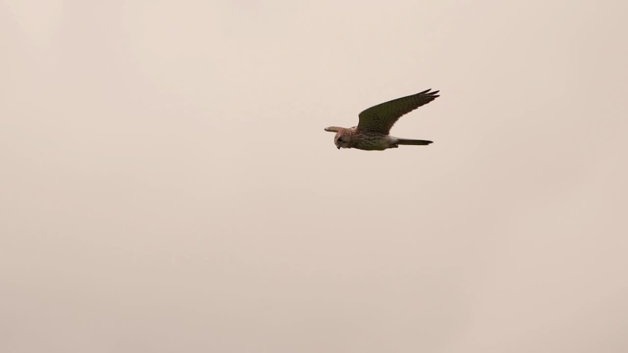 一只普通的红隼(Falco tinunculus)正在飞行并寻找猎物视频下载