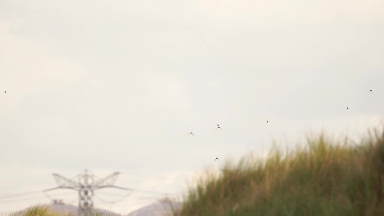 一群雀飞过一座沙丘，在一座电塔前飞翔视频下载