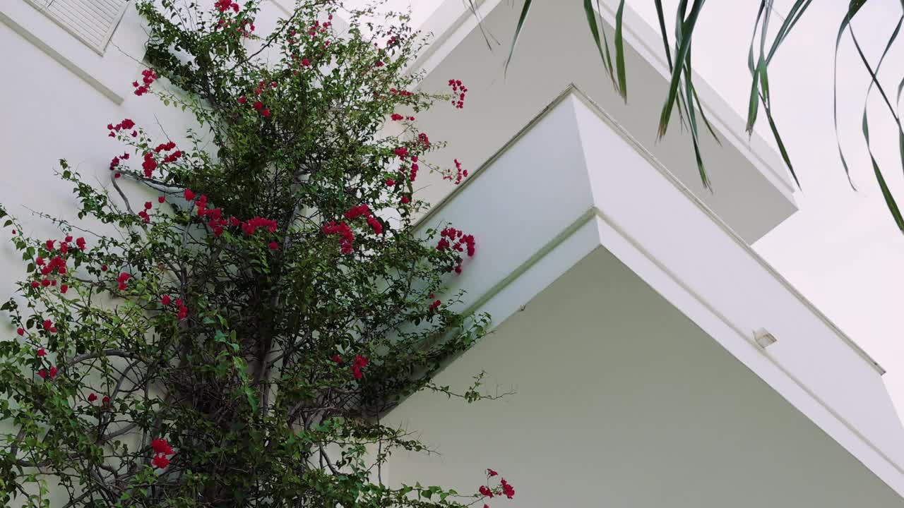 波斯风格的建筑和热带开花植物视频下载