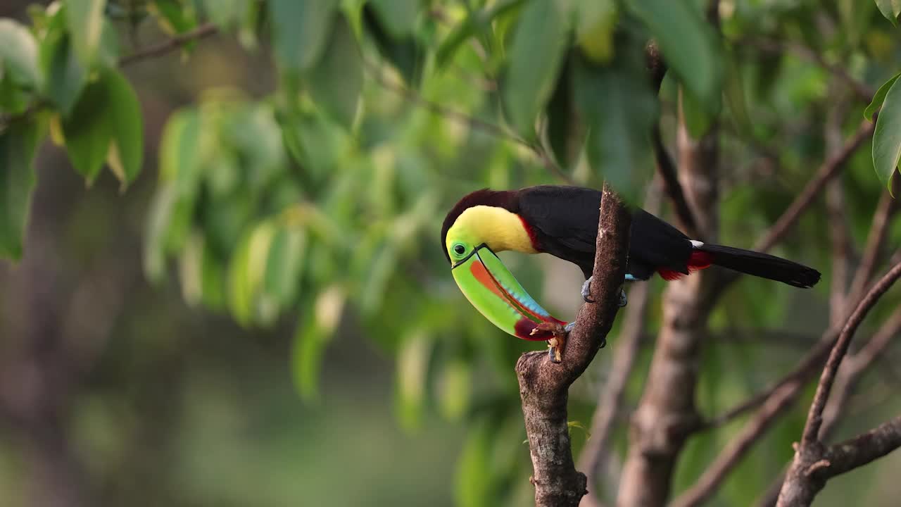哥斯达黎加的巨嘴鸟视频下载