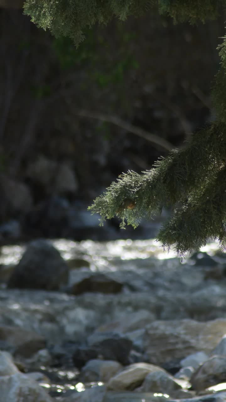 冷杉枝在一条小河的流水上。4 k垂直视频下载