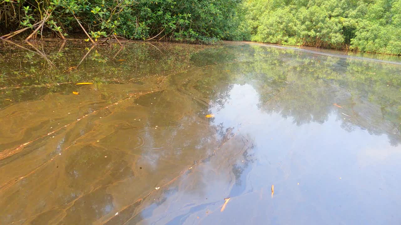 拍摄于一条肮脏的河流上，穿过非洲<s:1>奥汤玛斯(o tom<s:1>)的红树林视频下载