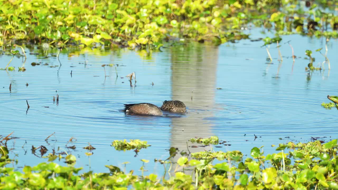 蓝翅鸭雄性和雌性在佛罗里达沼泽湿地嬉戏和进食视频下载