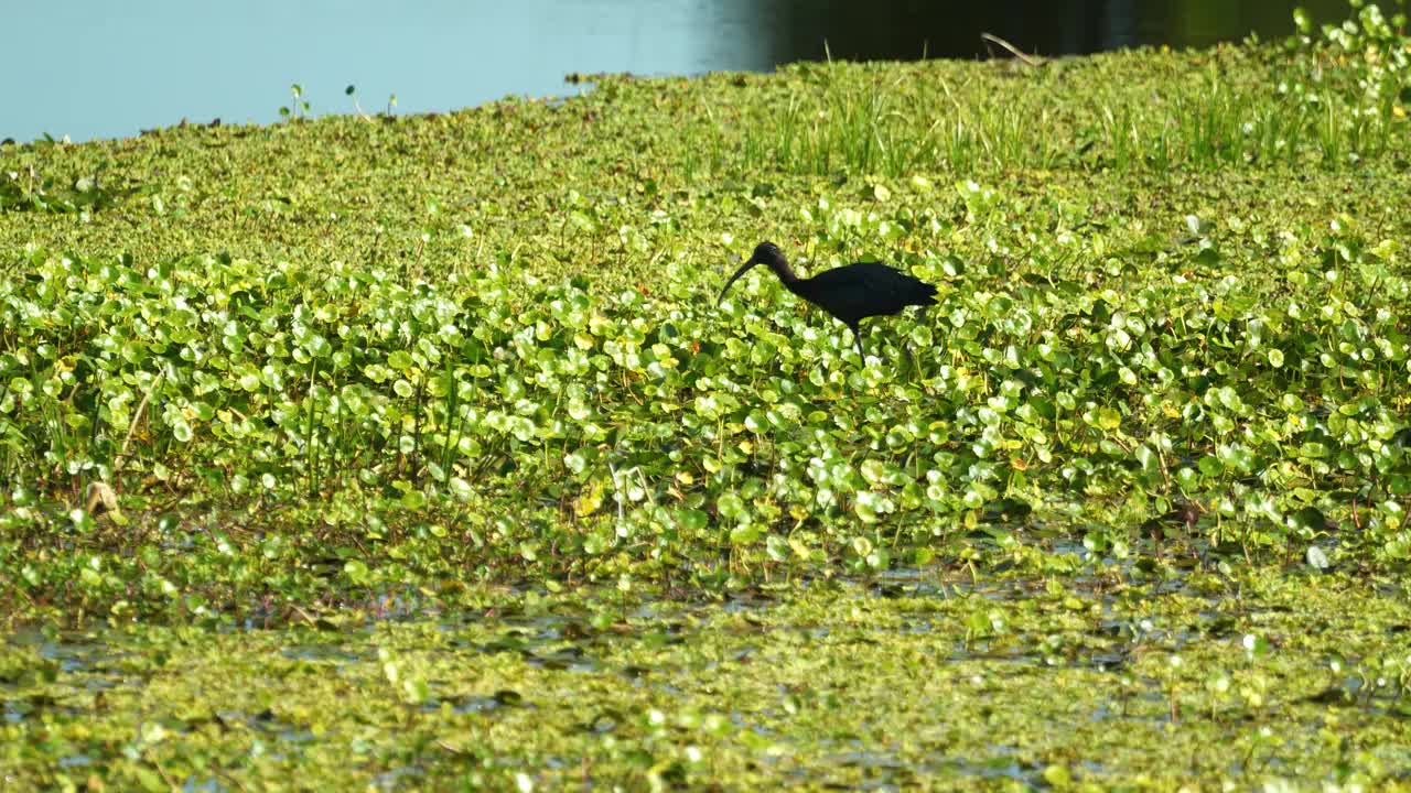 阳光明媚的日子里，佛罗里达沼泽湿地上有植被的朱鹮正在进食视频下载