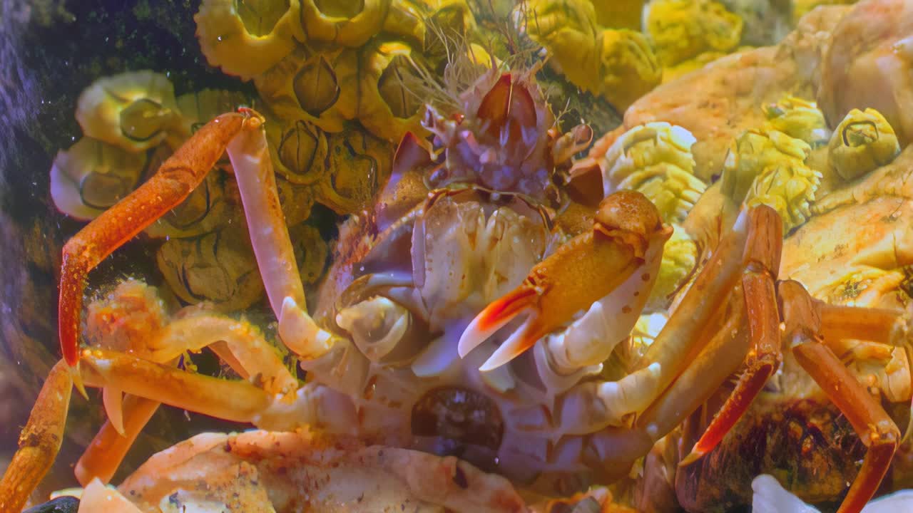 水下海蟹的头部、眼睛、嘴巴和蟹爪特写。视频素材