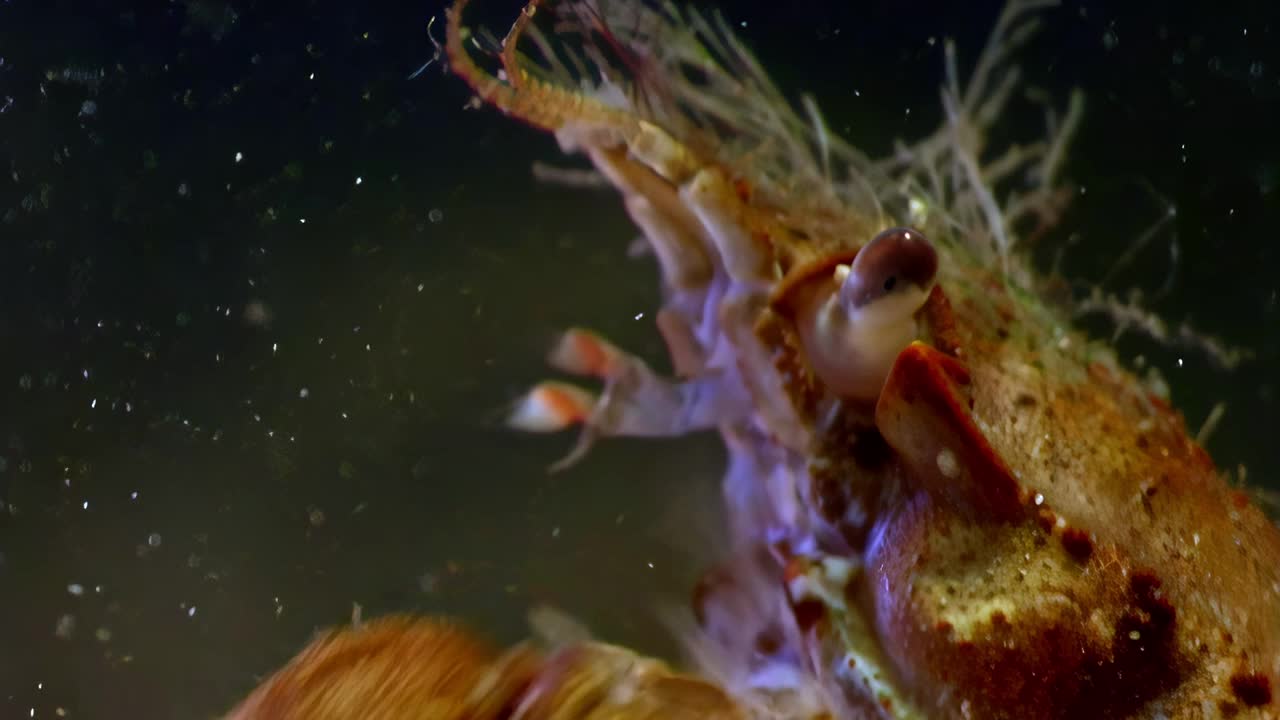 巴伦支海的蟹头特写。视频素材