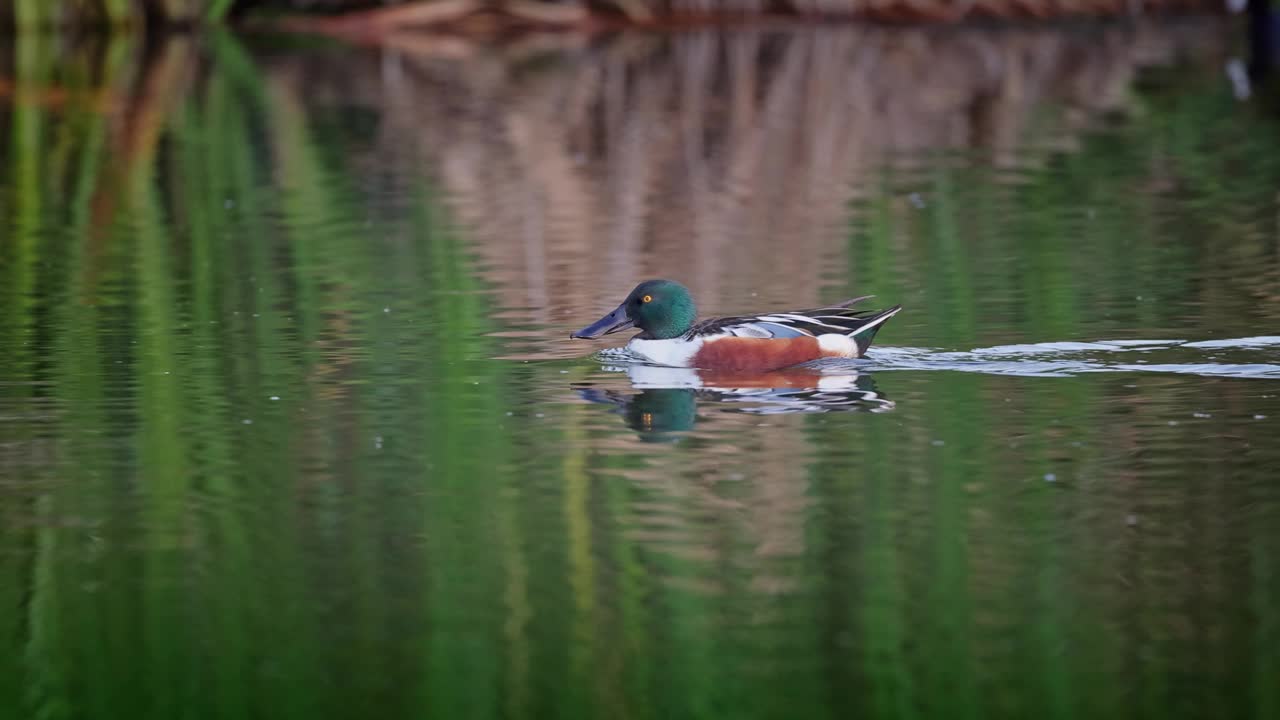 湖中漂浮的彩色绿头鸭视频下载