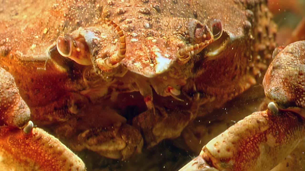 雪蟹(Chionoecetes opilio)在清澈的水中的特写，令人印象深刻。视频素材