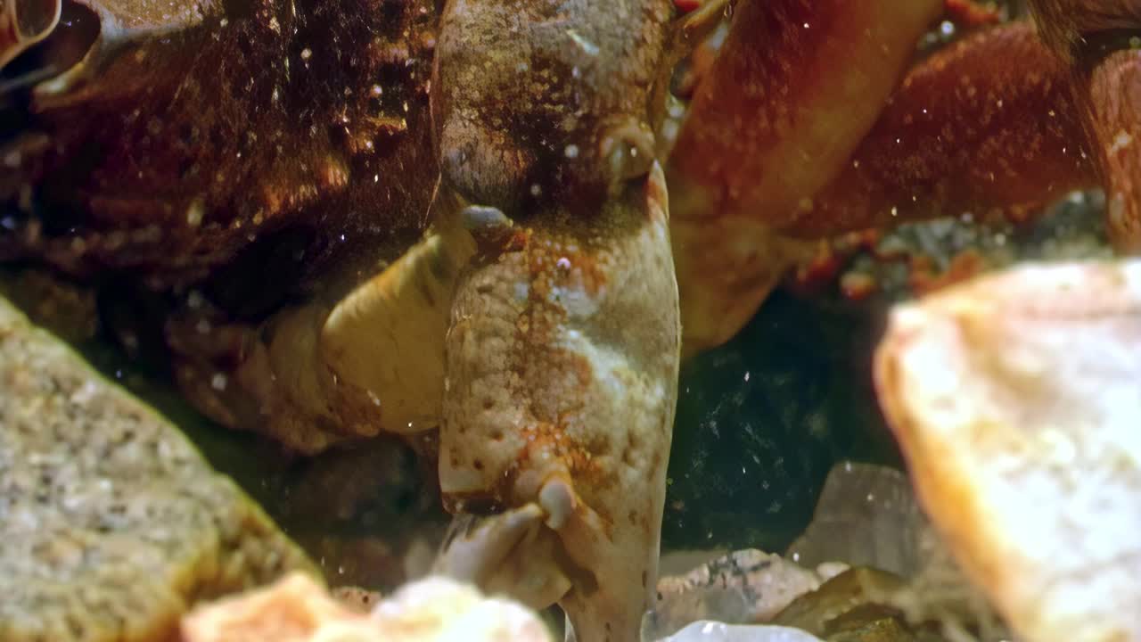 巴伦支海清澈海水中的蟹爪特写。视频素材