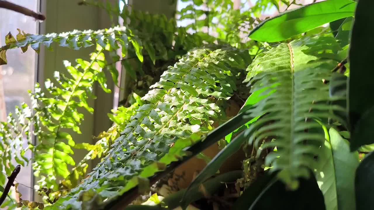 绿叶蒸汽蕨类植物生长花盆栽植物家居装饰叶护理温室植物学浇水喷雾视频下载