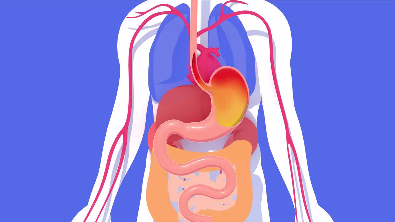 消化系统灼烧和胃灼热的解剖三维动画。视频下载