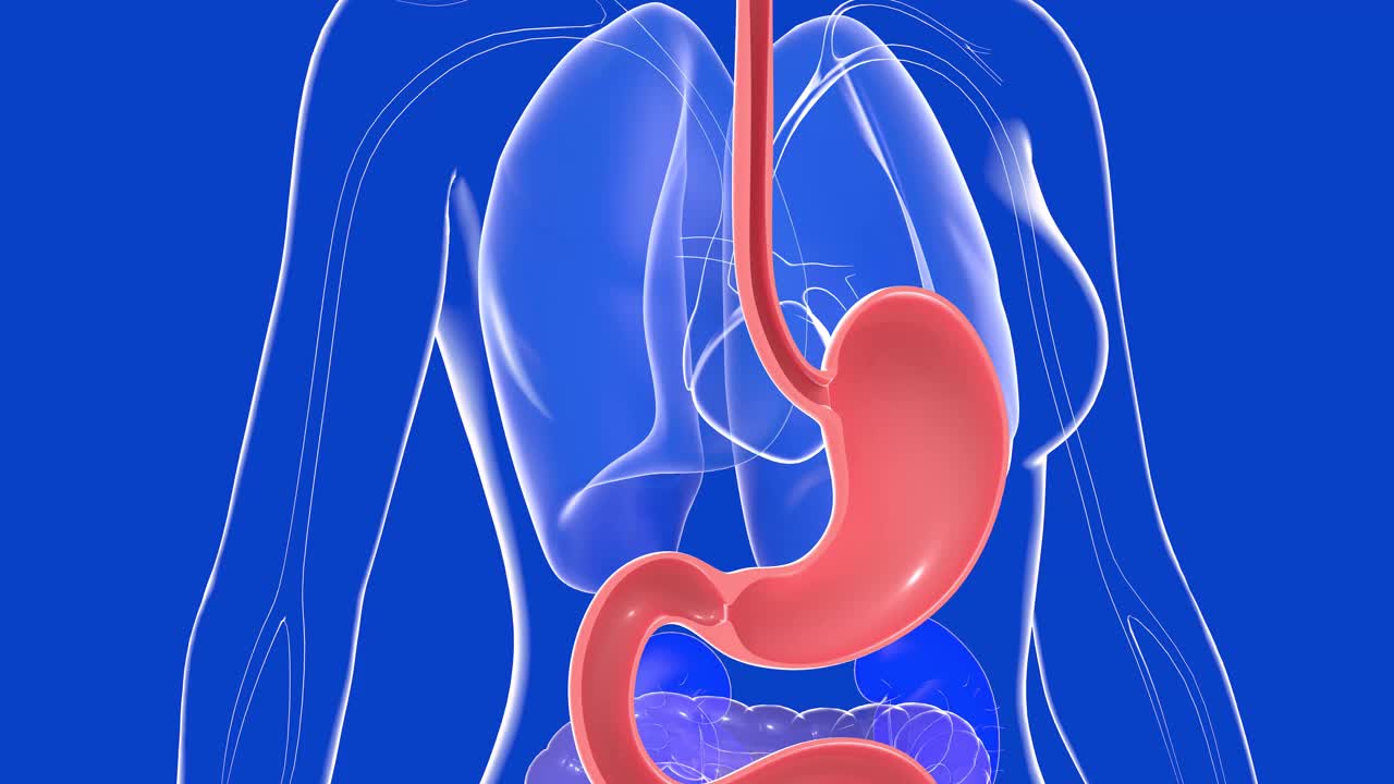 女性人体胃的3D动画。视频下载