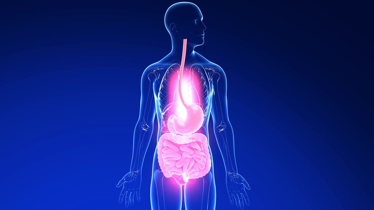 胃灼热和胃食管反流的消化系统三维动画。视频下载