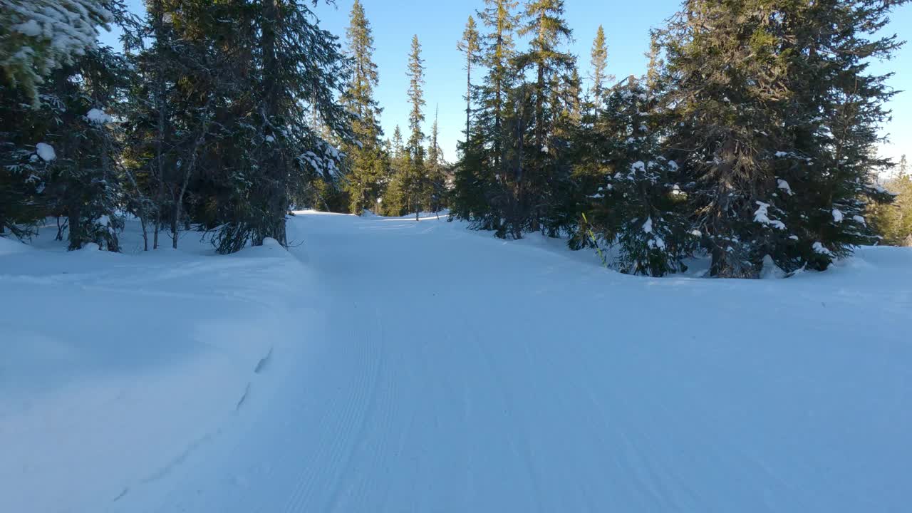 POV在雄伟的松树间单板滑雪视频下载