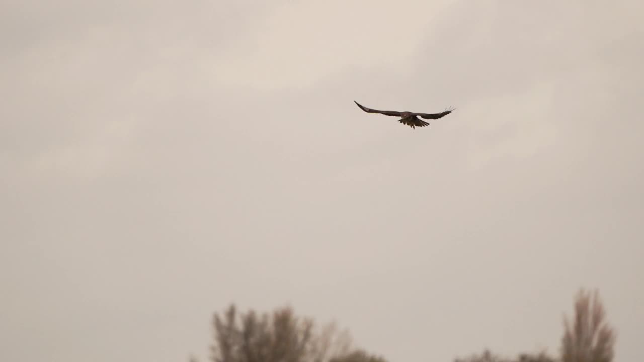 一只普通的秃鹰(Buteo Buteo)正在寻找猎物——慢动作视频下载