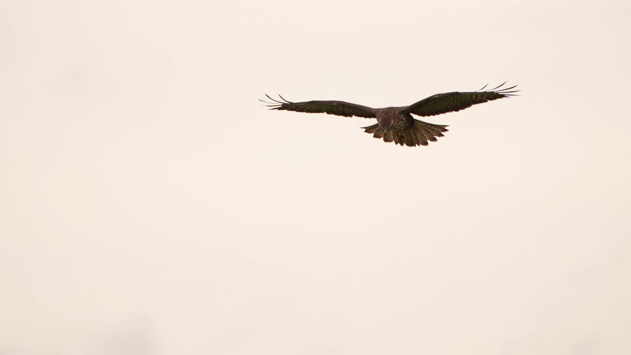 一只普通的秃鹰(Buteo Buteo)正在寻找猎物——慢动作视频下载