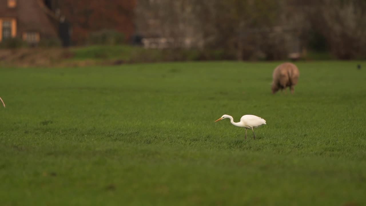 一只大白鹭(Ardea alba)在草地上狩猎，背景是一只羊——慢动作视频素材