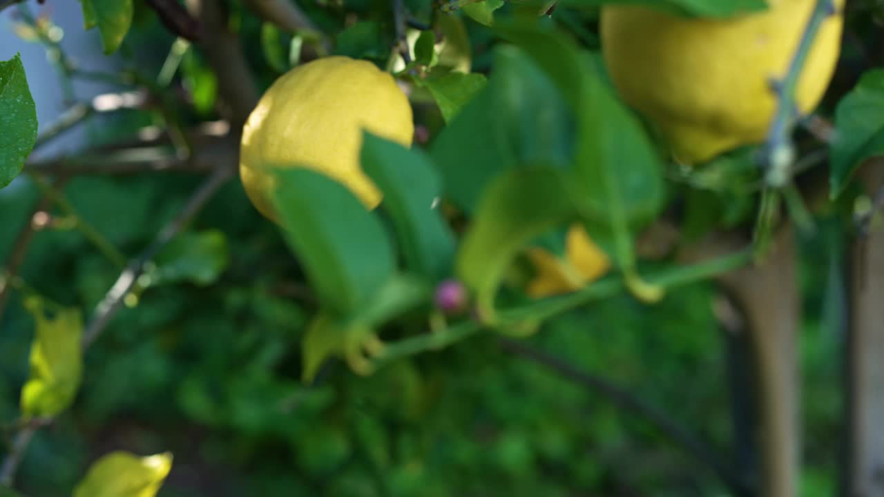 柠檬树和成熟柠檬的慢动作滑动镜头视频下载