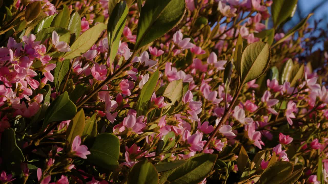 印度山楂树丛被蜜蜂授粉的慢镜头视频下载