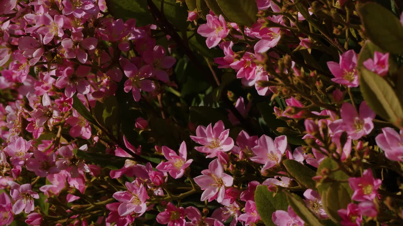 印度山楂树丛被蜜蜂授粉的慢镜头视频下载