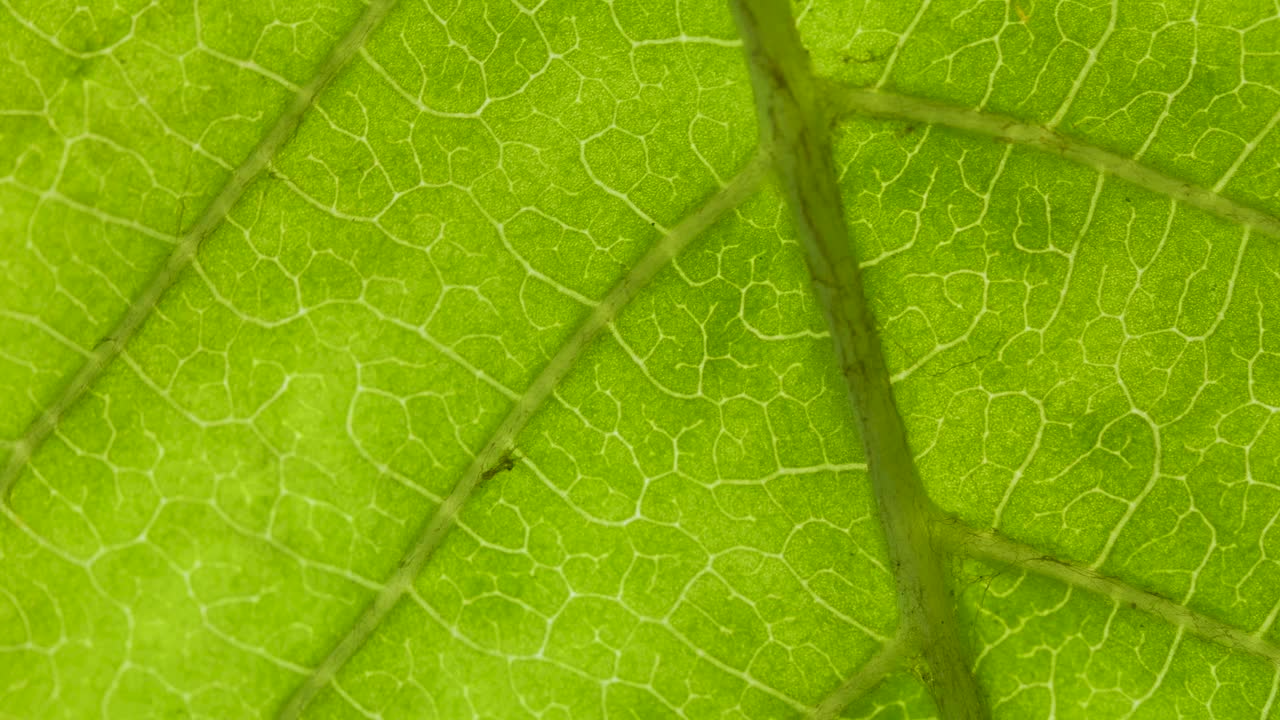 叶表面细胞结构视图显示植物细胞教育。植物或树的绿叶与纹理和模式接近。绿叶纹理特写有机植物与叶脉性质。视频下载