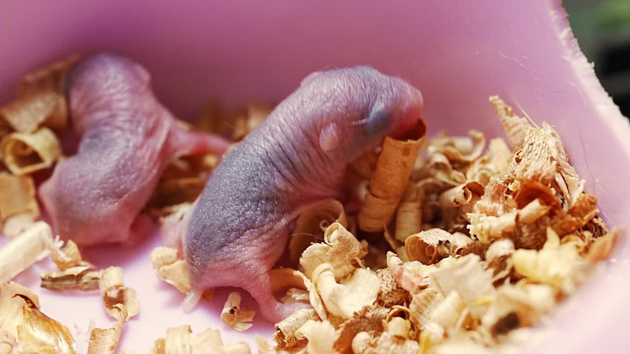 Small pink bald newborn hamsters.视频下载