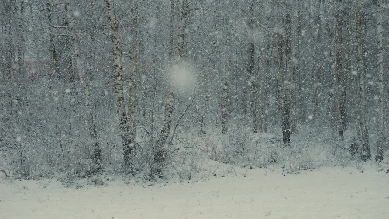 平静的飘落的雪花冬天。美丽的冬季雪景。迷人的冬天在森林里，雪落在树上。降雪背景下的松树。雪花飘落的慢动作。视频下载