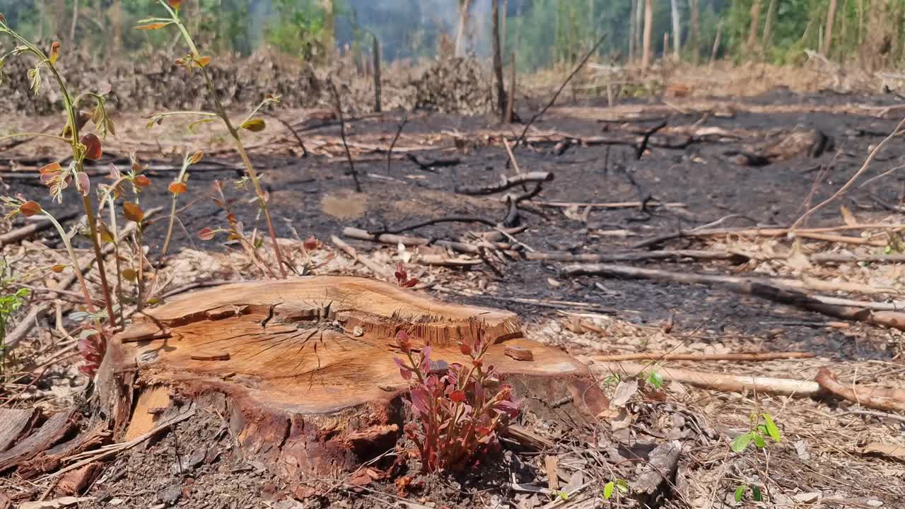 森林砍伐，人为砍伐树木和燃烧森林成为污染和全球变暖，烟雾，灰尘。视频下载