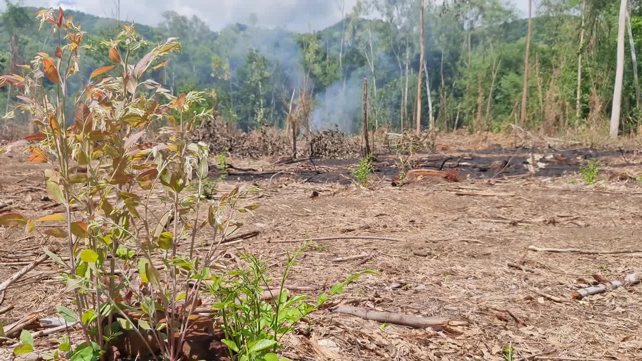 森林砍伐，人为砍伐树木和燃烧森林成为污染和全球变暖，烟雾，灰尘。视频下载
