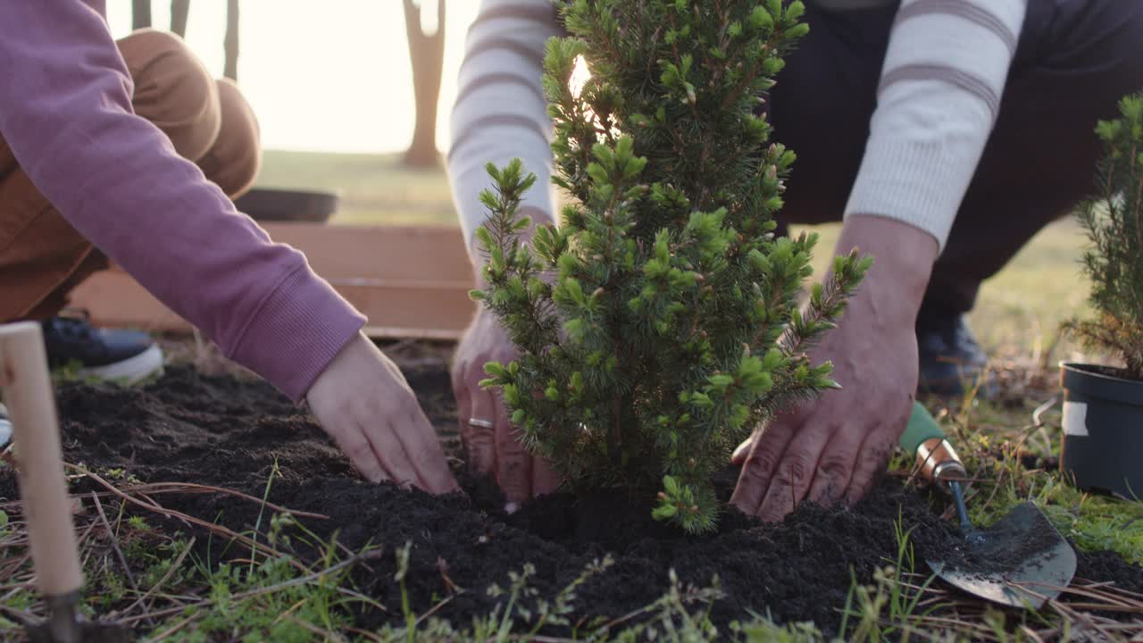 春天，父子俩在户外植树视频下载
