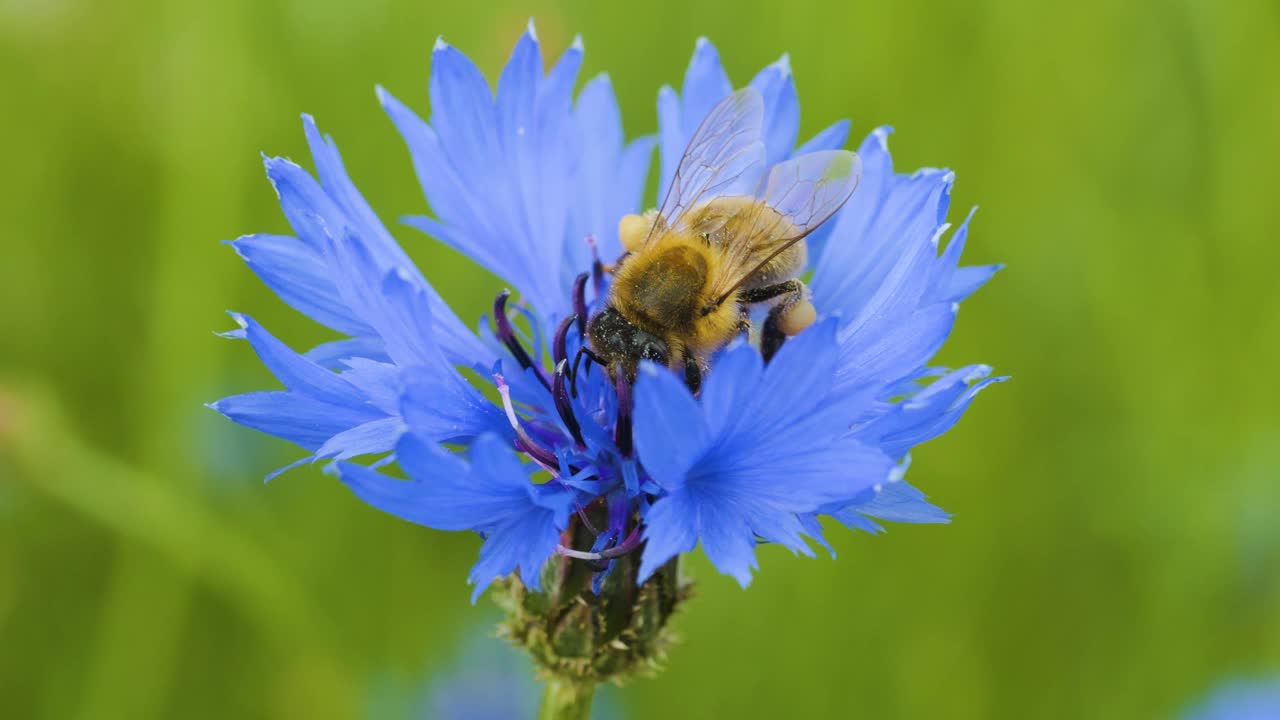 蜜蜂身上覆盖着花粉，在蓝色菊苣花上采集花蜜。春天菊苣花特写。微距镜头蜜蜂授粉春天紫色花朵盛开。视频下载