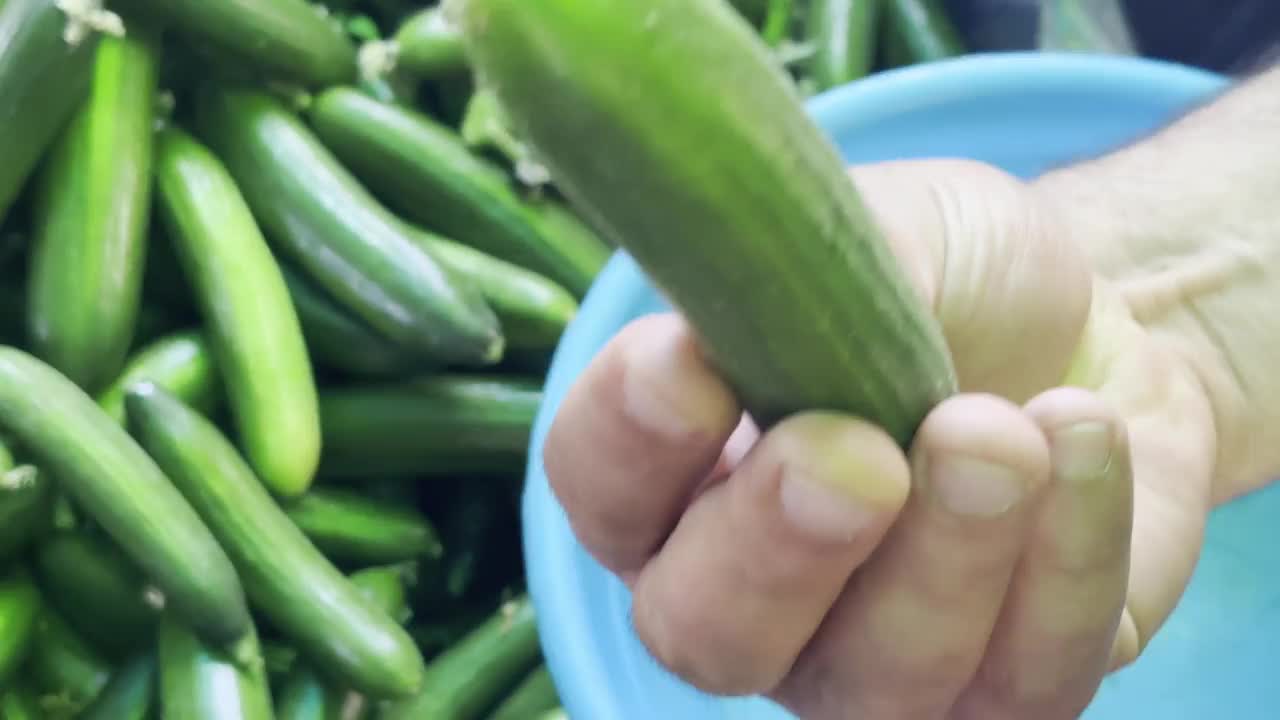 选择黄瓜在绿色杂货店4k库存视频视频下载