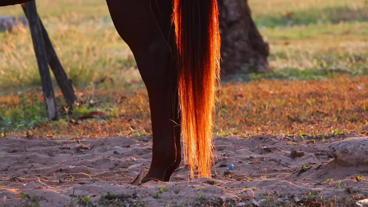 马的尾巴视频下载