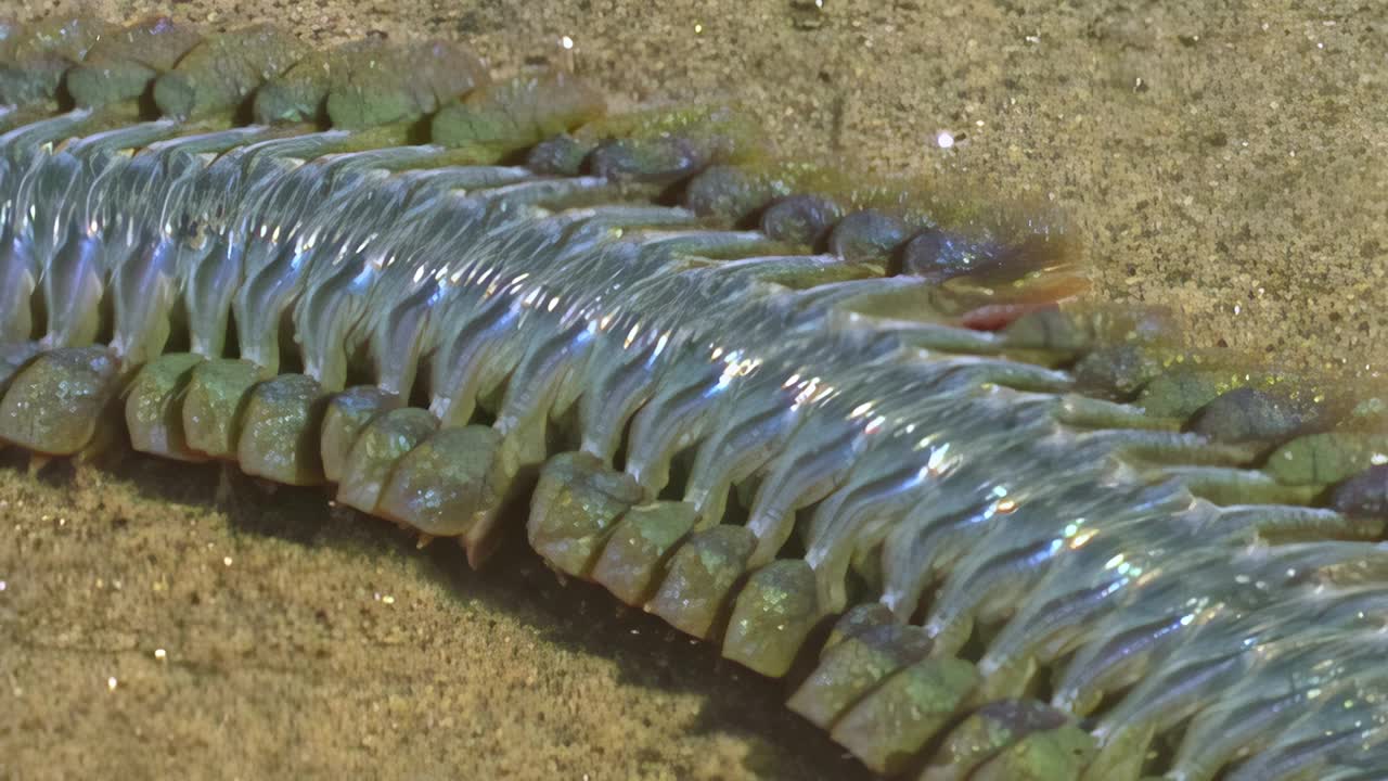 水下海蠕虫的样子很吓人，近距离观察。视频下载