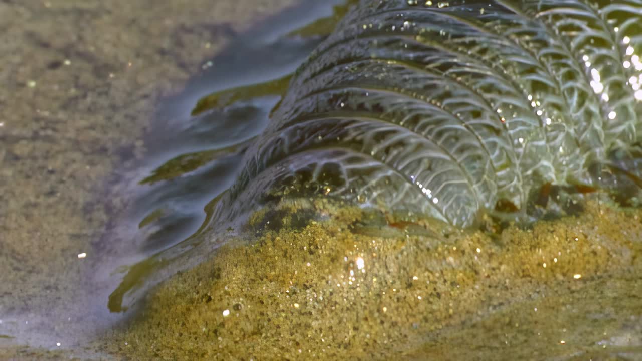 海底的海蠕虫Nereis virens把自己埋在沙子里(近距离)。视频下载