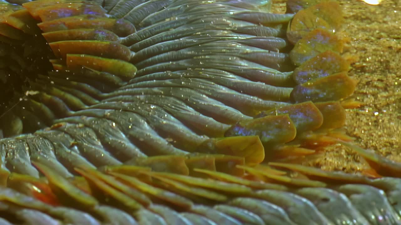 视频近距离观察海底的海底蠕虫。视频下载