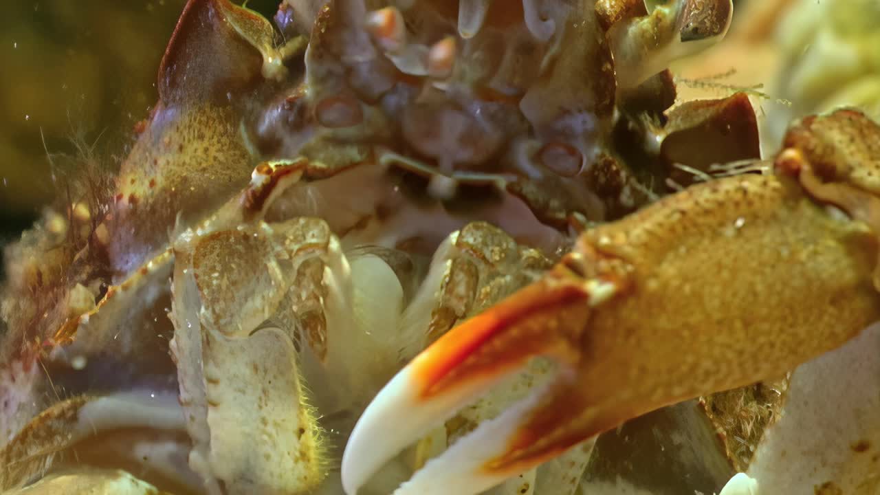 蟹嘴特写，蟹在清水里吃鱼。视频下载