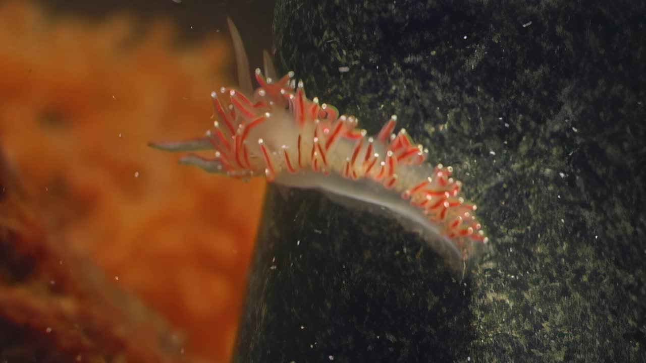 细长的身体使扁藻与其他海蛞蝓区别开来。视频下载