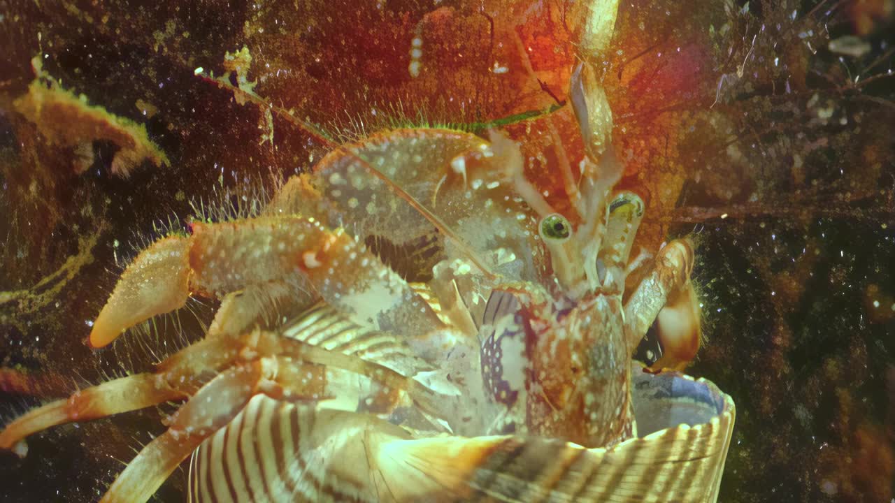 白海水下小龙虾癌症隐士的特写。视频下载