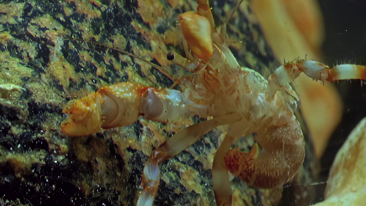 水中的小龙虾，没有壳的寄居蟹，在干净，清澈的水中。视频下载