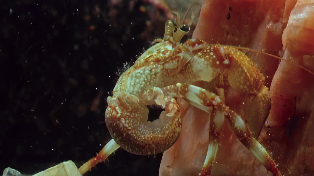 为水下小龙虾提供舒适的环境，它们被保护在壳中。视频下载