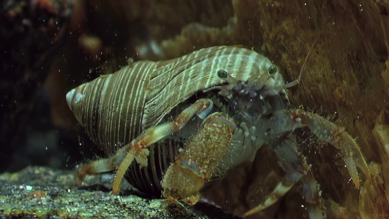 在清澈的水中，水下小龙虾带着它的壳，散发着安全的气息。视频下载