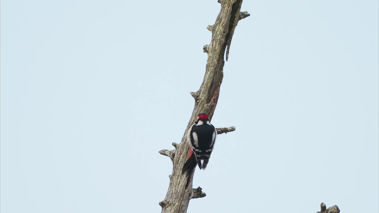 大斑点啄木鸟在树上啄食(有声音)视频下载