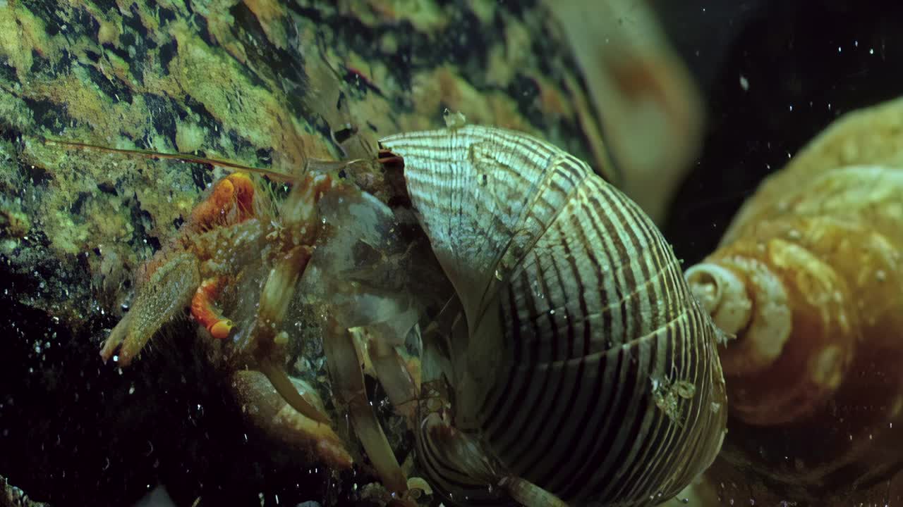 小龙虾癌症隐士演习在干净，清澈的白海的水。视频下载
