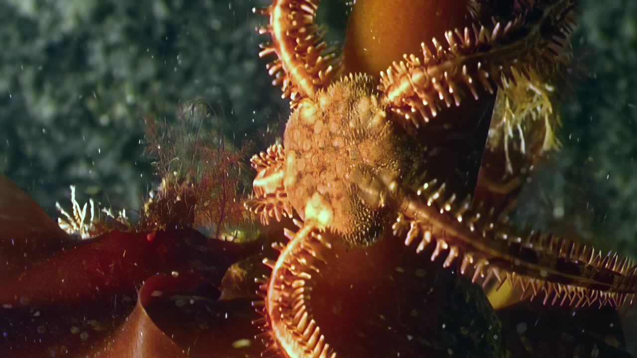 海星蛇尾海蛇尾在白海海底移动。视频下载
